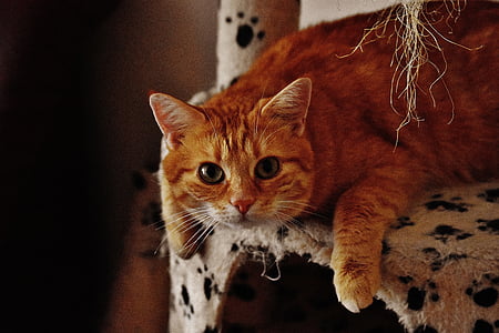 orange tabby cat thumbnail