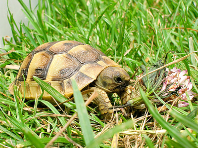 brown turtle on green grass thumbnail