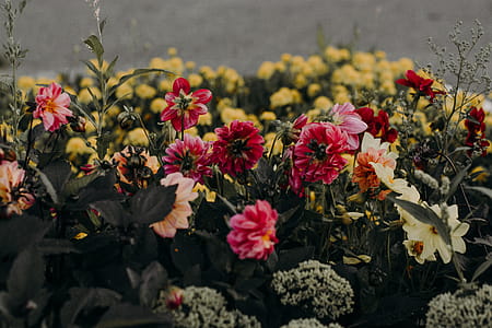 Pink, White, and Yellow Petaled Flowers thumbnail