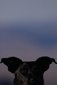 black dog under blue and white sky thumbnail