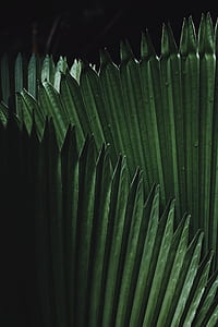 green leafed plant thumbnail