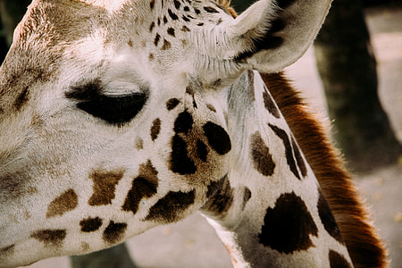 Beautiful giraffe thumbnail