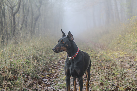 adult black and tan Doberman pinscher standing on green grass field at daytime thumbnail