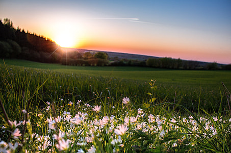 landscape photography of grass field thumbnail