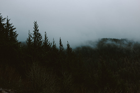 green forest with fog thumbnail