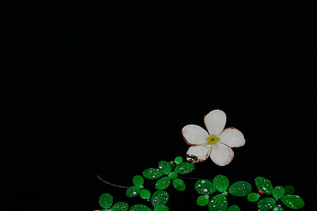 white petaled flower thumbnail
