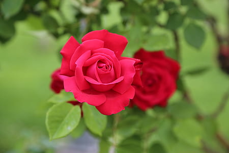 selective focus photography of rose thumbnail