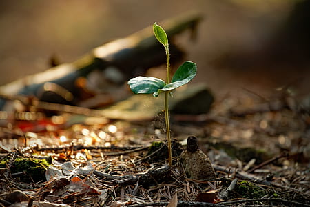 shallow focus photography of green leafed plant thumbnail