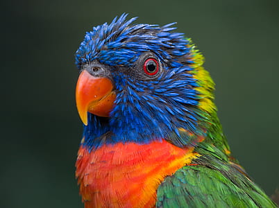blue, red, and green bird thumbnail