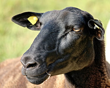 close-up photo of kid goat thumbnail