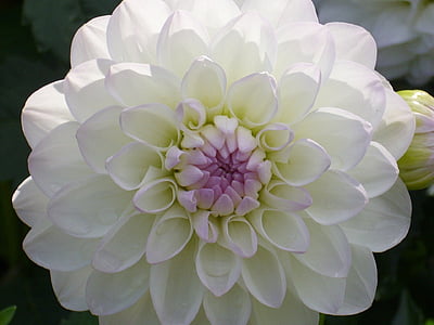 white cluster flower thumbnail