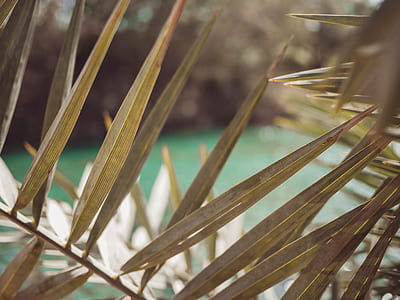 green linear leaf plant thumbnail
