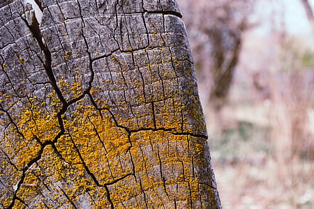 Gray Tree Stump With Yellow Moss thumbnail