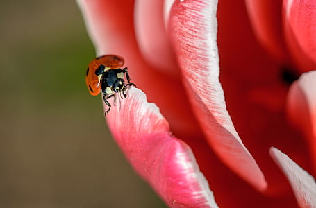 selective focus photography of ladybug on pink petaled rose thumbnail