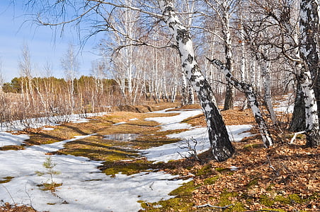 wide angle photo of leafless trees thumbnail