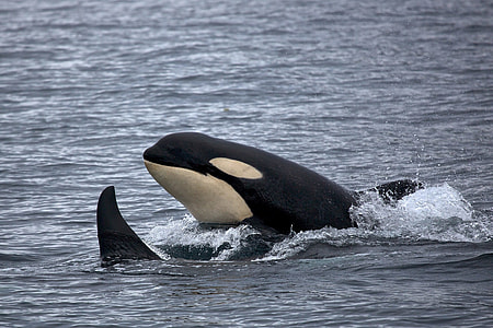 black and white whale in body of water thumbnail
