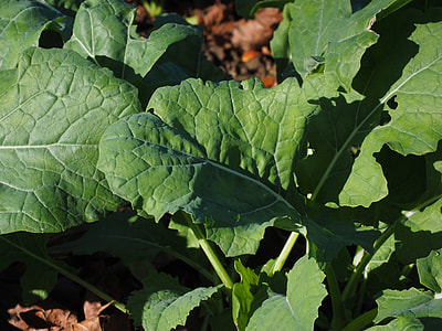 Winter Oilseed Rape, Green Manure thumbnail