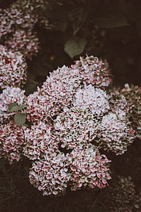 white and pink hydrangea flowers in closeup photo thumbnail