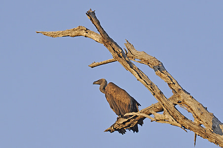 Vulture, Bird thumbnail
