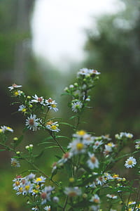 tilt shift lens photography of white daisy flowers thumbnail