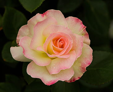 closeup photography of white and pink rose flower thumbnail