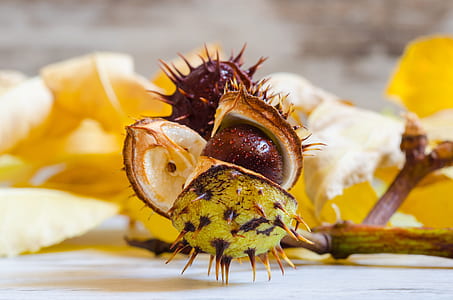 selective focus photography of fruit thumbnail