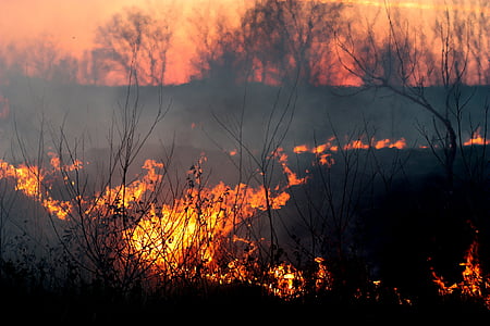 burning forest thumbnail