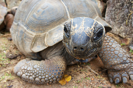 tortoise on ground thumbnail