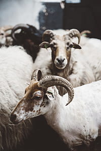 two white rams thumbnail