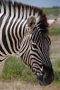 black and white zebra thumbnail