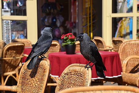 two crows perched on brown wicker chair thumbnail