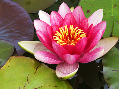pink and beige lotus flower on body of water thumbnail