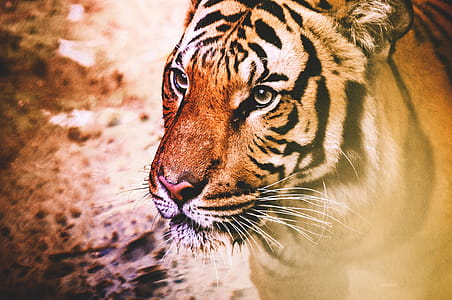 Tiger thumbnail