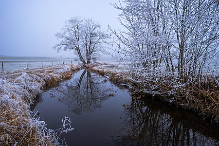 bare trees covered with snow thumbnail
