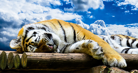 tiger laying on brown wooden panel thumbnail
