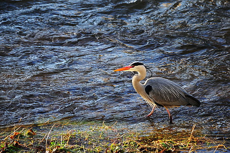 nature, bird, water, animal thumbnail