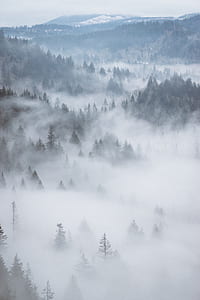 aerial photo of forest thumbnail