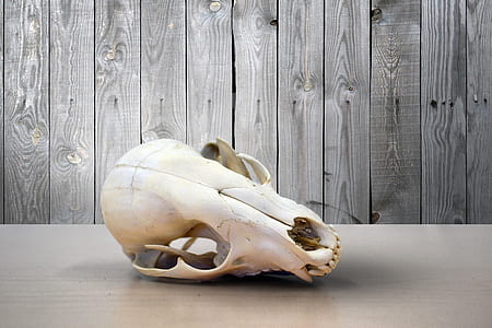 photo of animal skull on gray surface thumbnail