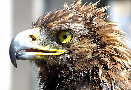 close-up photography of brown eagle thumbnail