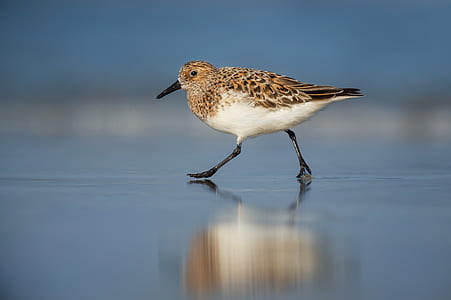 brown and white bird walking on gray surface thumbnail