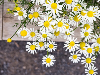 white daisy flowers in bloom thumbnail