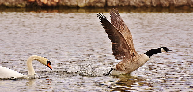 brown and black duck on body of water thumbnail