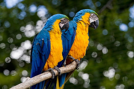 two blue-and-yellow macaws thumbnail