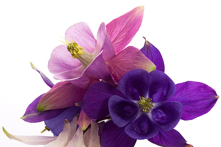 pink and purple columbine flowers thumbnail