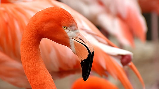 selective focus photography of orange flamingo thumbnail