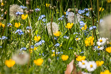 white and yellow petaled flowers thumbnail
