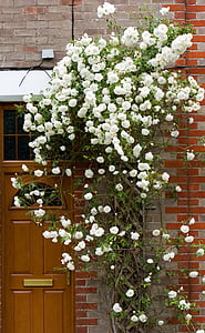 bouquet of white flowers thumbnail