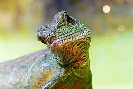 selective focus photo of green and brown chameleon thumbnail