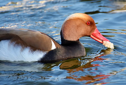 brown and white mallard duck floating on water during daytime thumbnail
