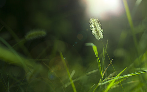 green grass selective focus photography thumbnail